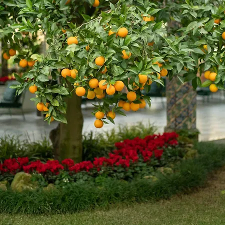 Hotel Grand La Favorita 5*