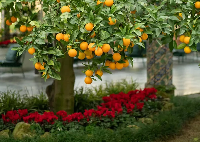 Hotel Grand La Favorita 5*